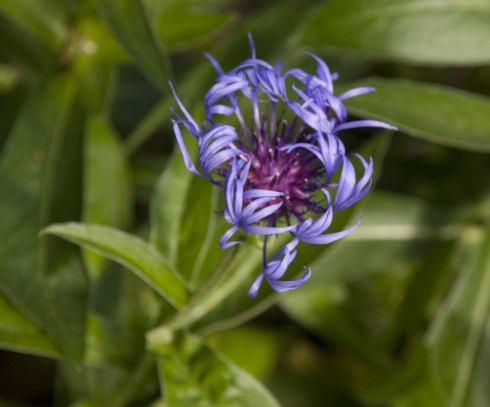 BlueFlower