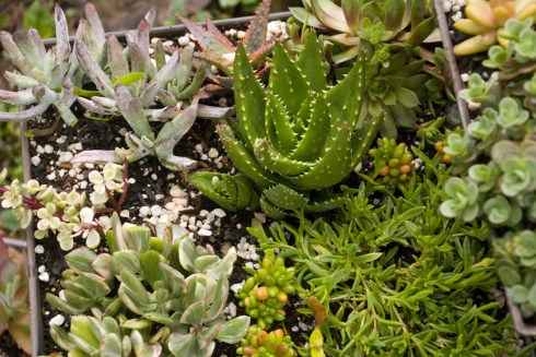 More-Succulents