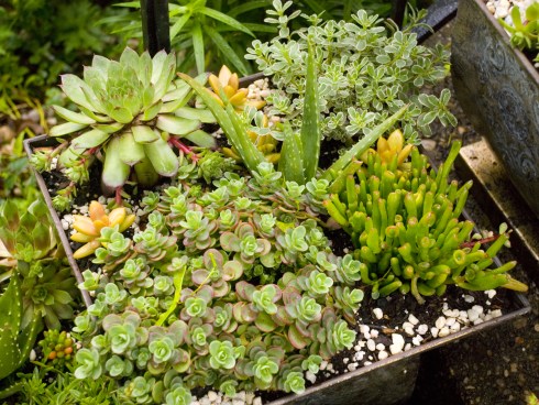 Succulents2