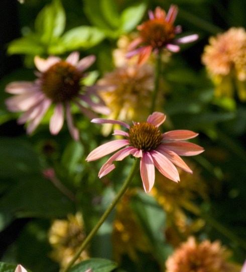 Coneflower2