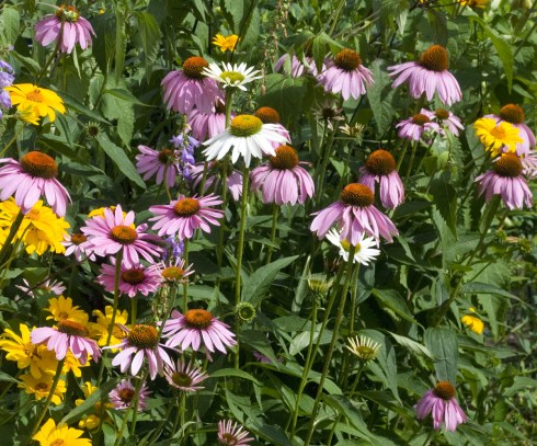 ConeflowersGroup5