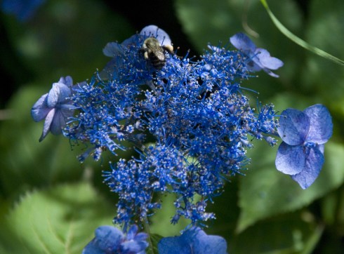 HydrangiawithBee