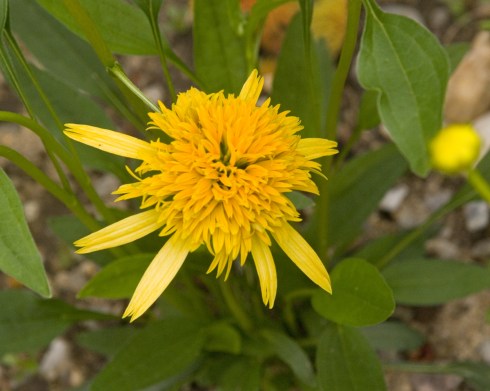 YellowConeflower