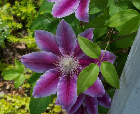 CLEMATIS