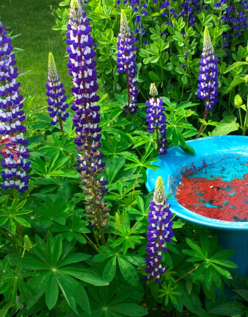 Lupine