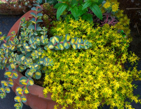 Sedum