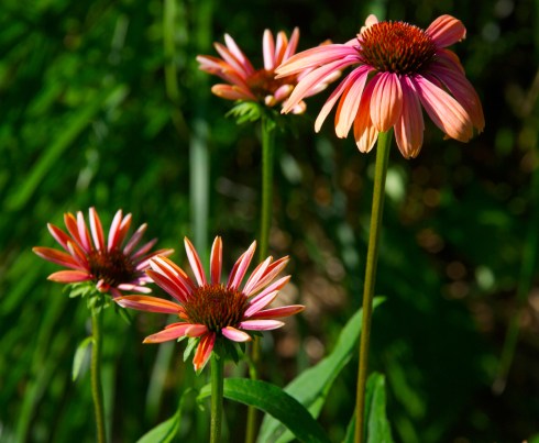 Coneflower7