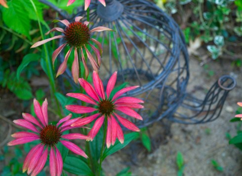 Coneflowers2