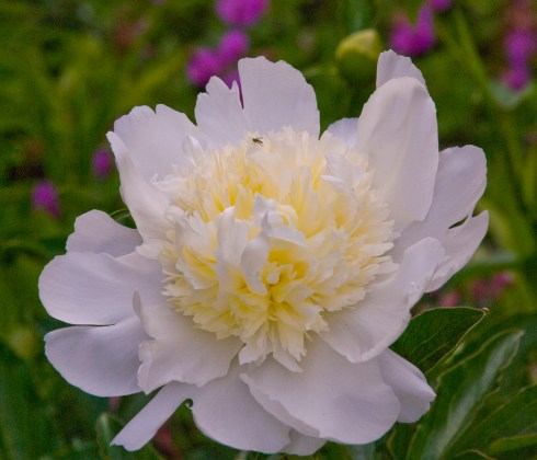 Peony