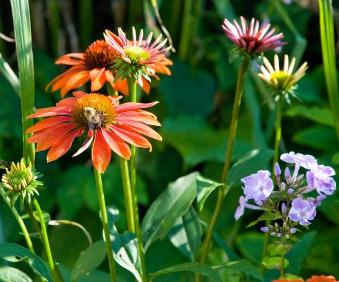 coneflowerswithbee