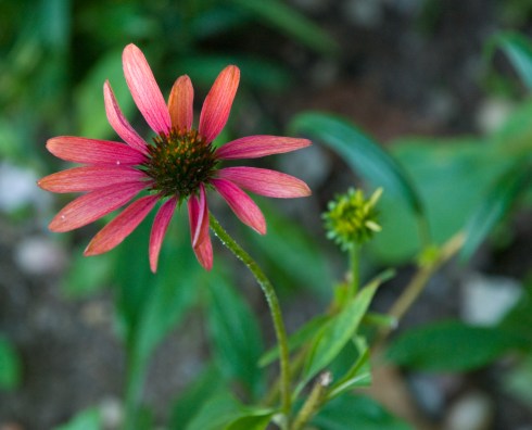 rubyredconeflower