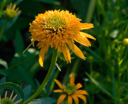 YellowConeflower