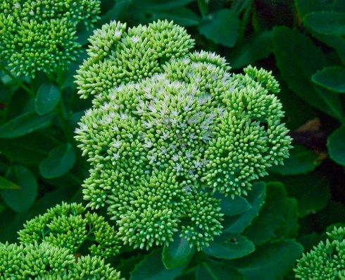 Sedum