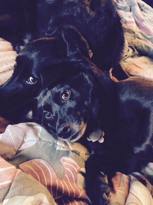 leximaxfacetoface-copy